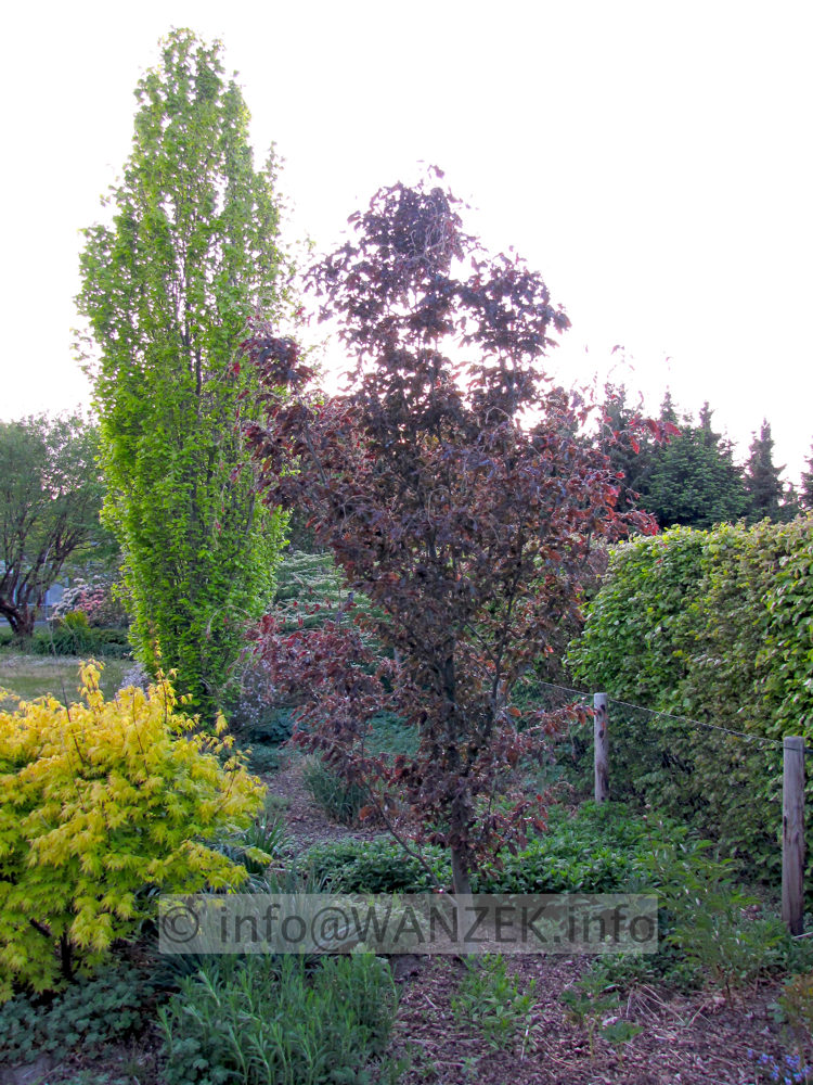 Fagus sylvatica Rohanii Sol 2011-1.JPG